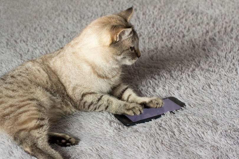 cat playing cellphone