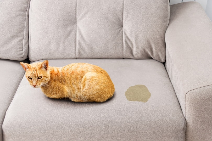 cat urine on sofa