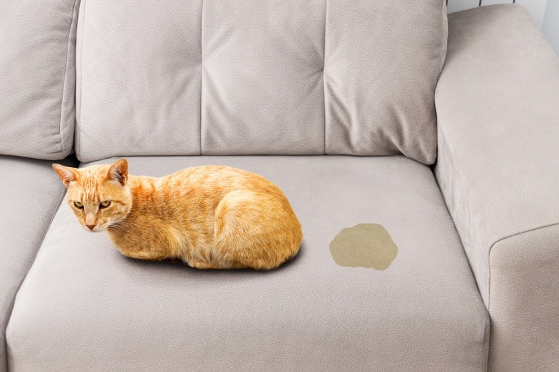 Cat pee smell clearance out of leather