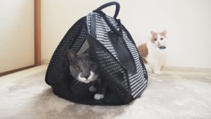 cats and Necoichi Ultra Light Collapsible Cat Carrier Bag