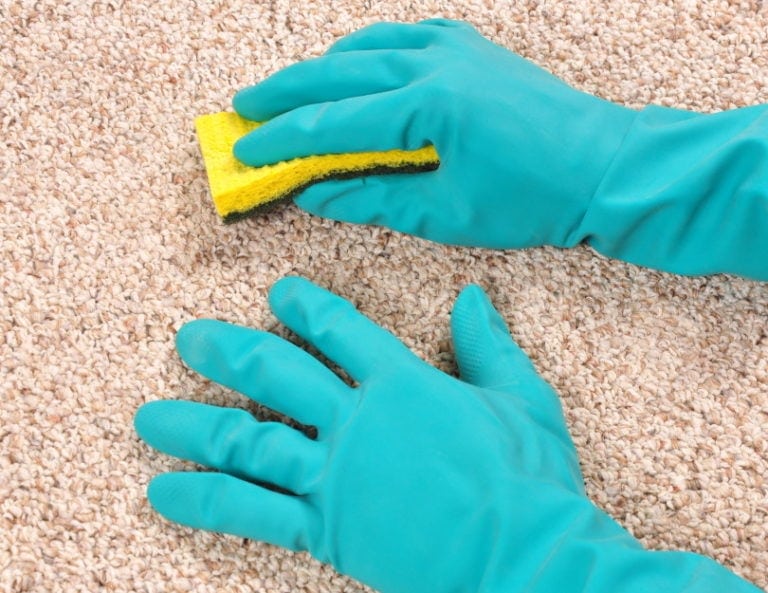 How to Clean Cat Vomit from Carpet (StepByStep Guide) Hepper
