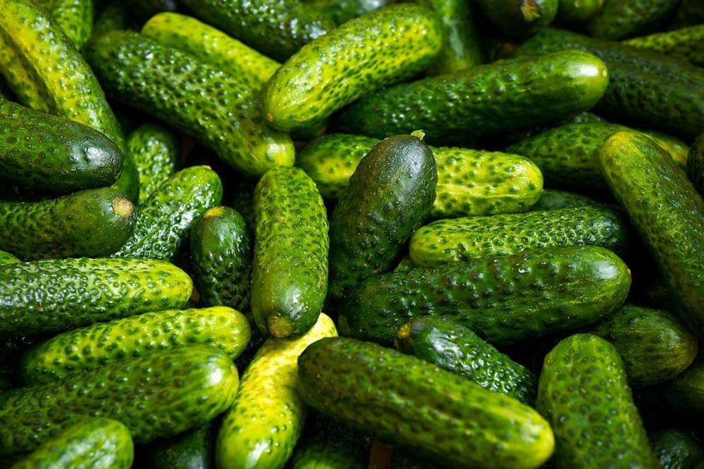 cucumbers for pickle