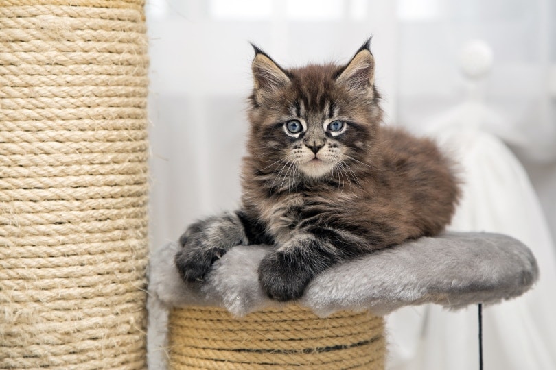 maine coon kitten lying