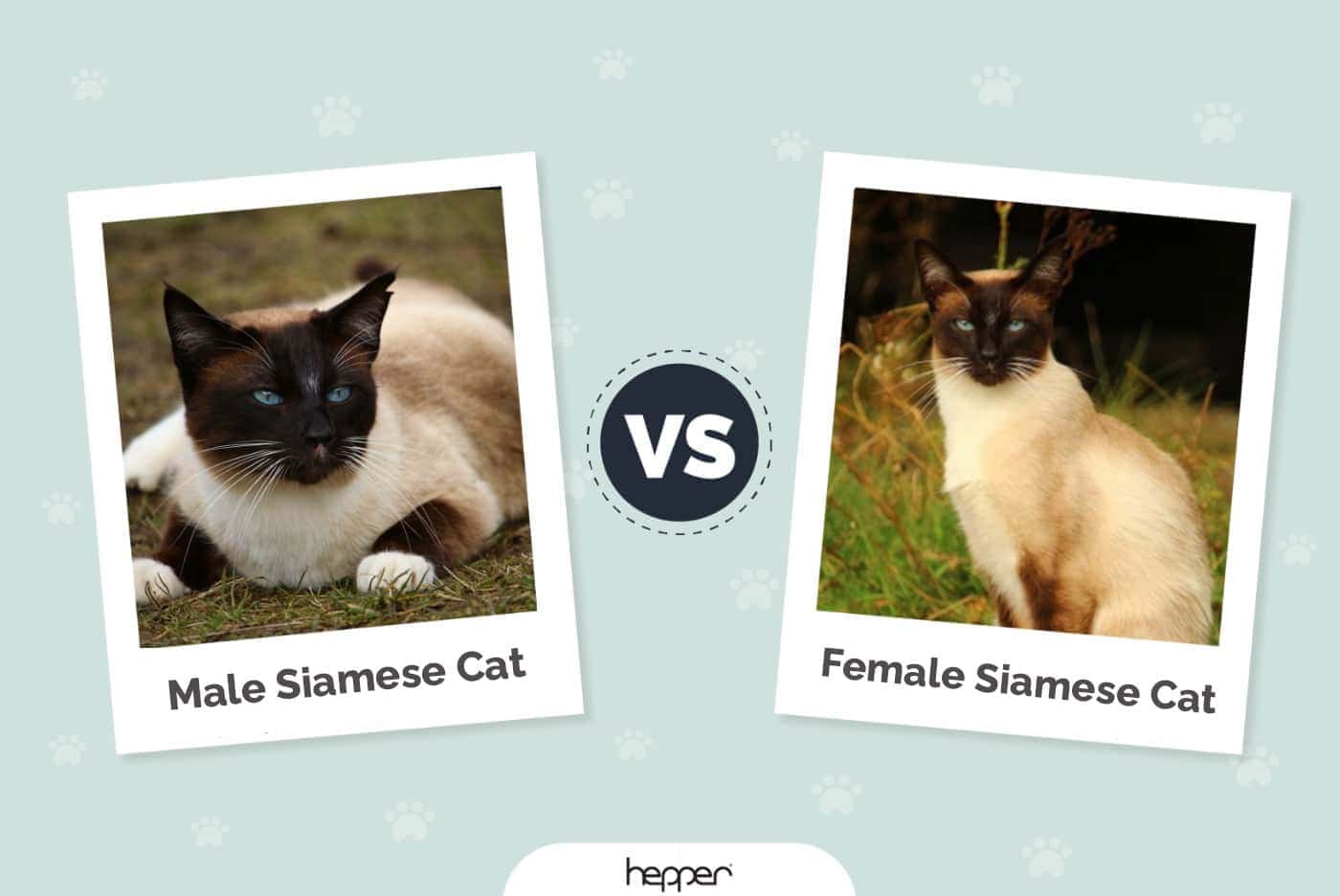 Gato siamés macho: rihaij_Pixabay | Derecha: Gato siamés hembra: rihaij , Pixabay