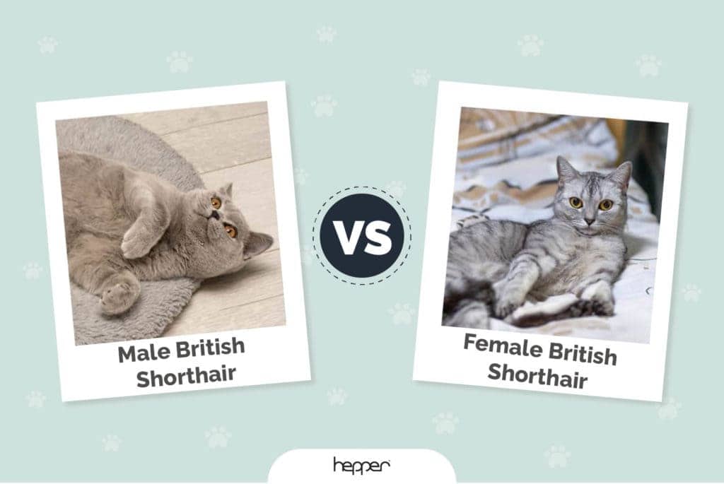 male vs female fbritish shorthair featured image