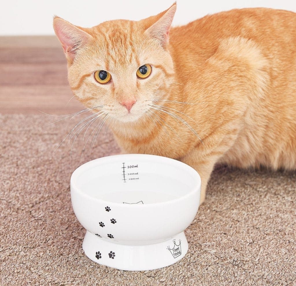 mèo màu cam và bát uống nước cho mèo trên cao bằng gốm Necoichi