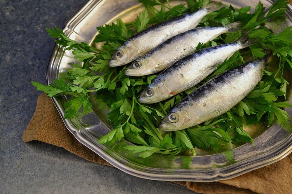 Can Cats Eat Sardines Vet Reviewed Nutrition Facts FAQ Hepper