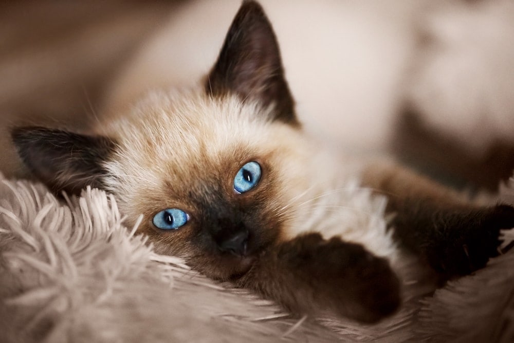 Balinese,Cat,,Kitten,With,Blue,Eyes,Is,Lying,On,The