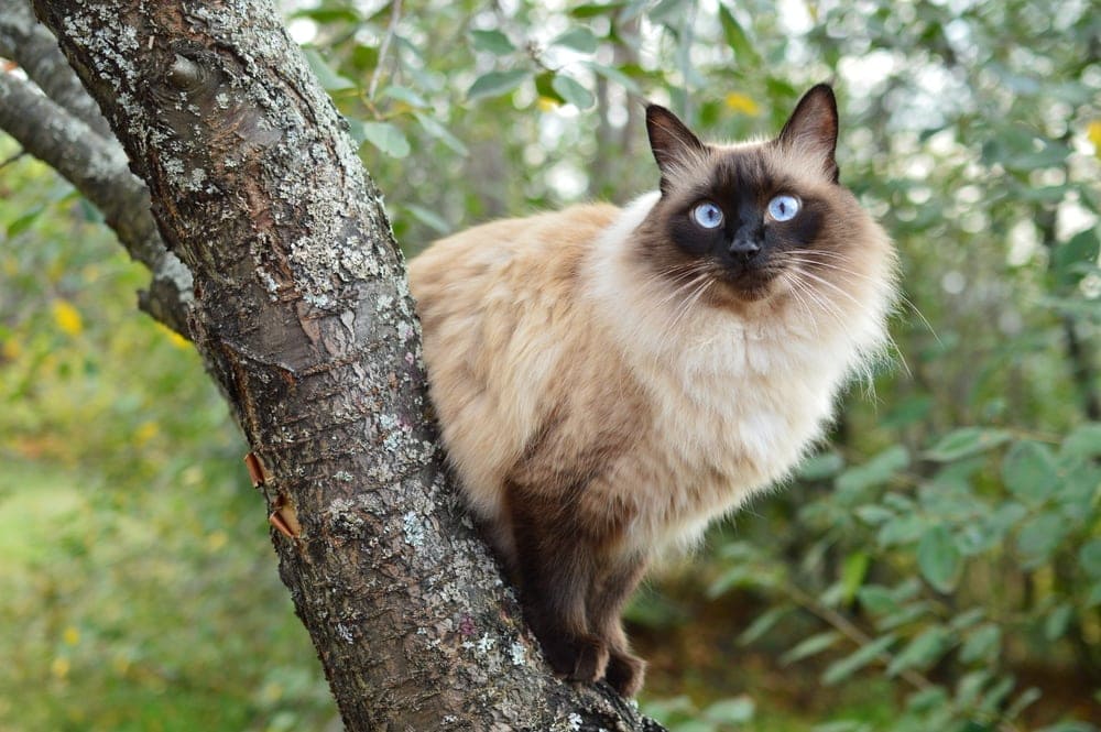 Balinese Cat Sitting On A Cherry Tree