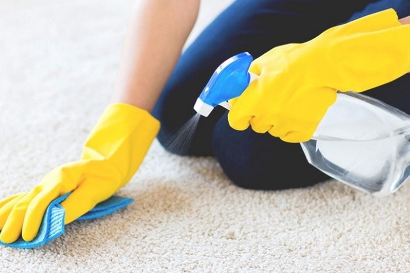 Spraying carpet cleaner on the carpet