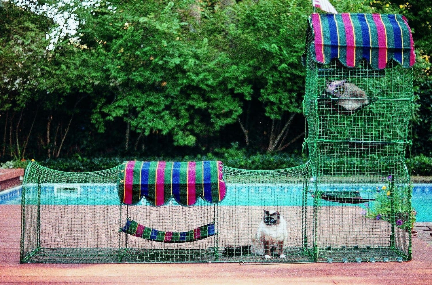 two cats in a catio by the pool
