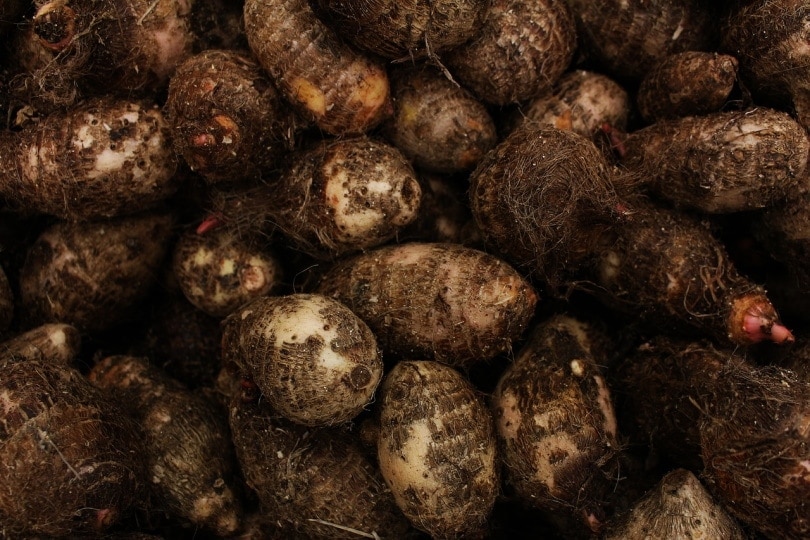 Can Cats Eat Yams Nutrition Facts Potential Risks Hepper