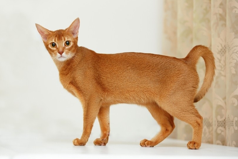 Abyssinian cat standing on white surface