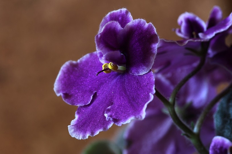 are african violets poison to cats and dogs