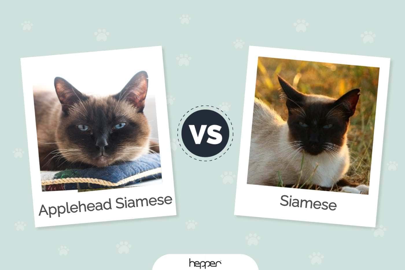 Applehead Siamese vs Siamese Cat