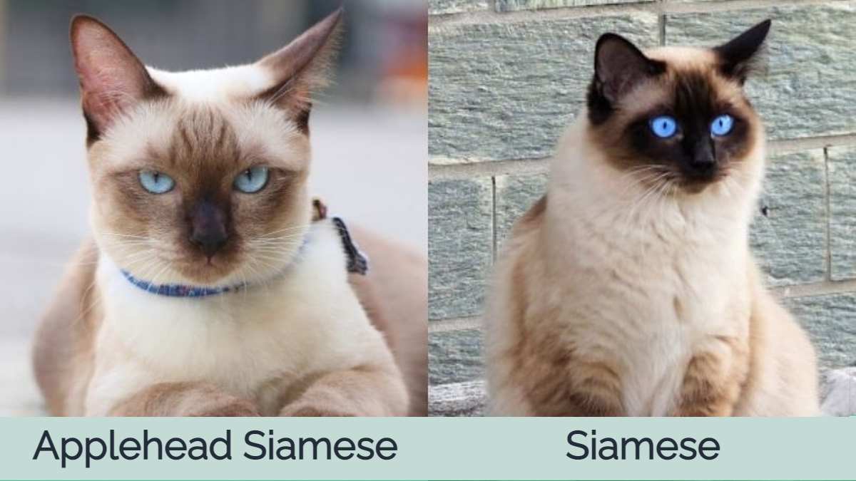 Applehead Siamese Cats: The Ultimate Guide - wide 5