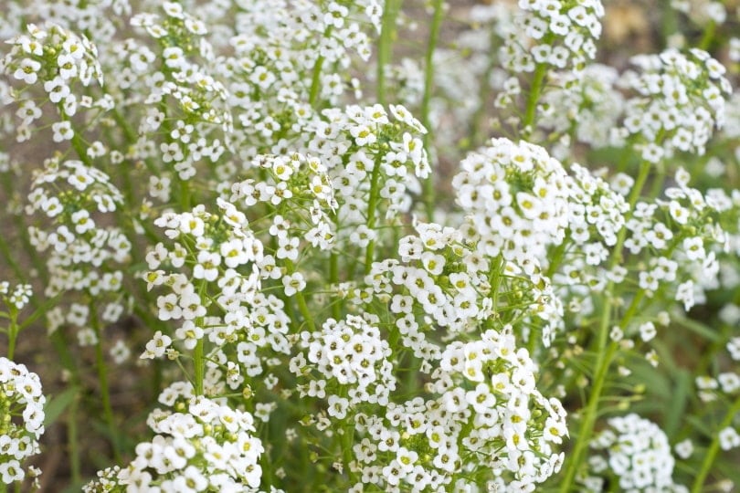 Baby’s Breath flowers