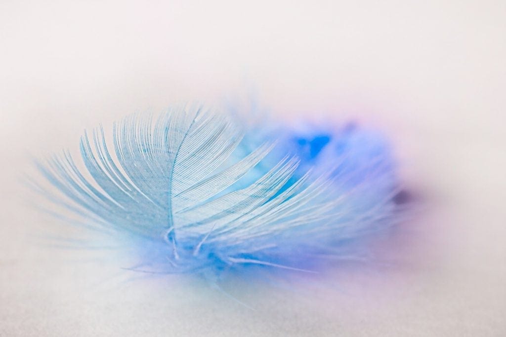 Can Cats Eat Feathers? VetApproved Facts & Potential Risks Hepper