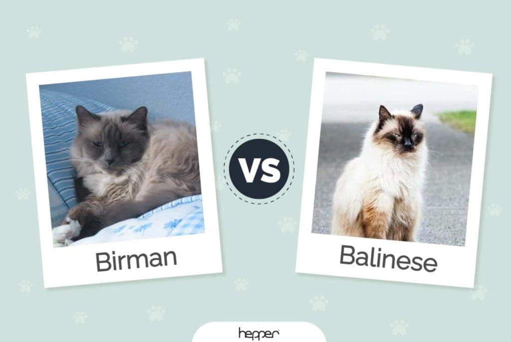 Birman Cat vs Balinese Cat