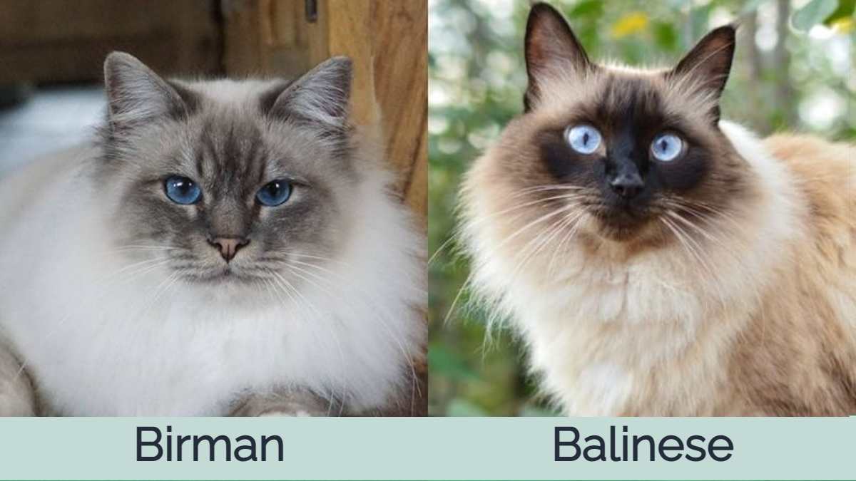 Balinese cat best sale cost