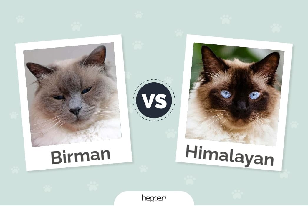 Birman vs Himalayan Feature