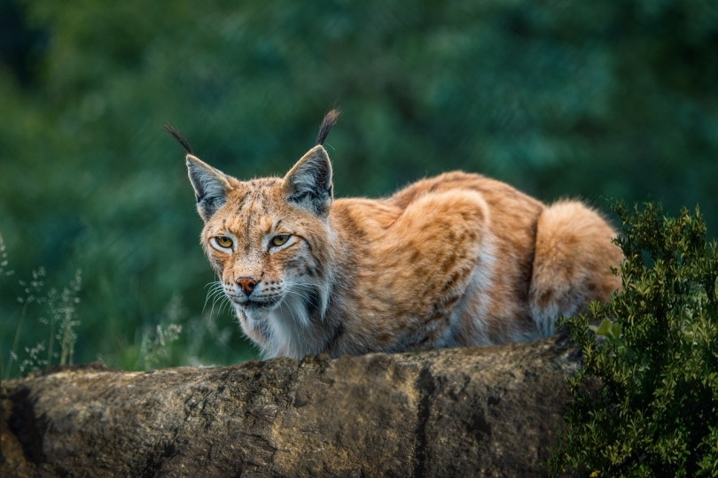 Are There Wild Cats in Maine? What You Need to Know! | Hepper