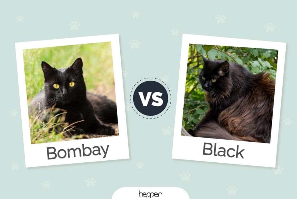 Bombay Cat vs. Black Cat