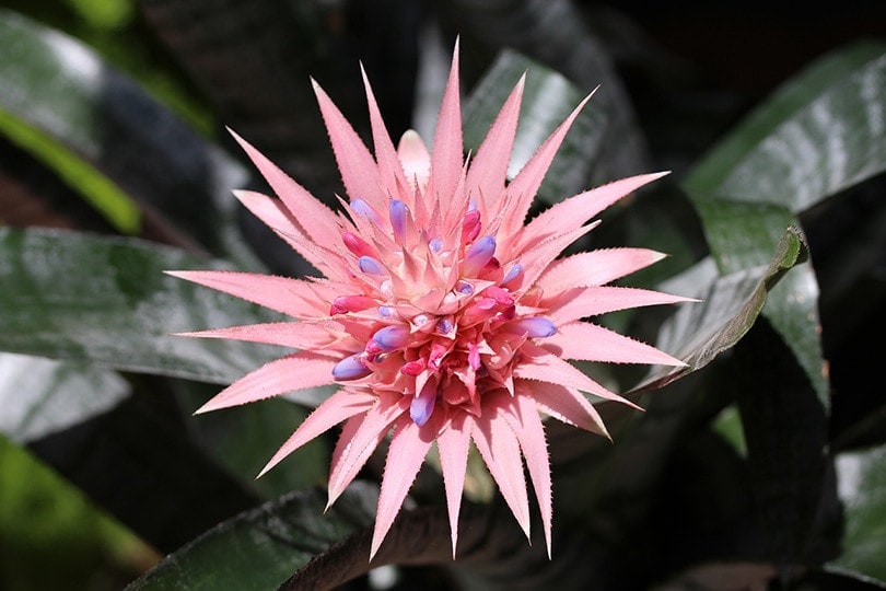 Bromeliads