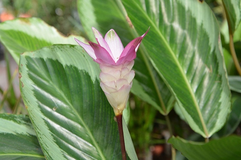 Is Calathea Toxic to Cats? Vet-Approved Facts and Safety Guide | Hepper
