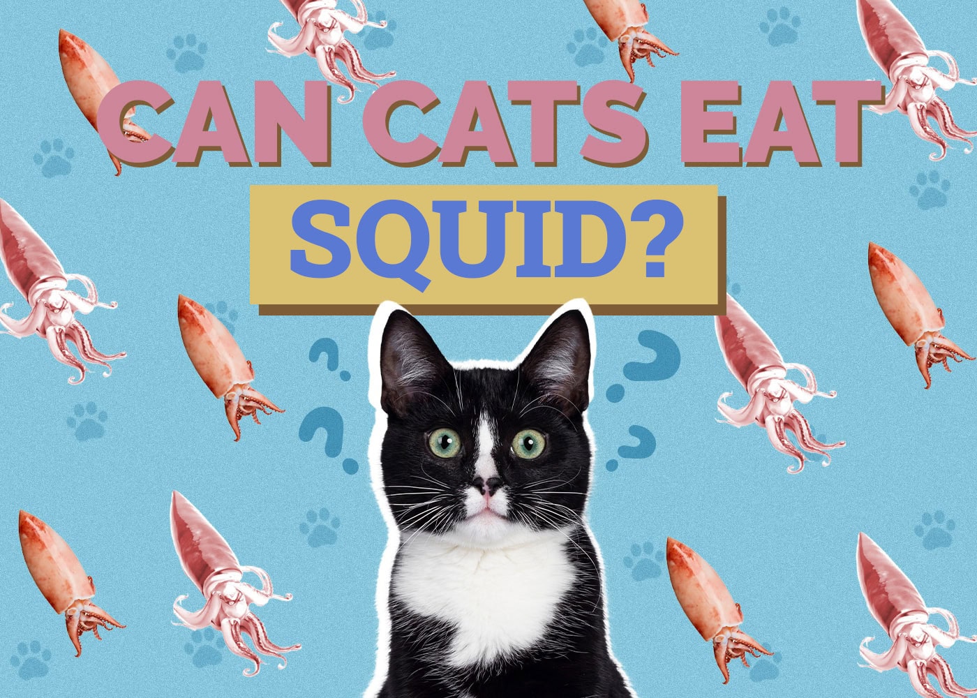Can Cats Eat squid