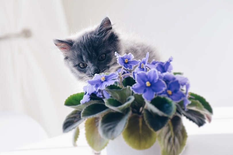 are african violets poison to cats and dogs