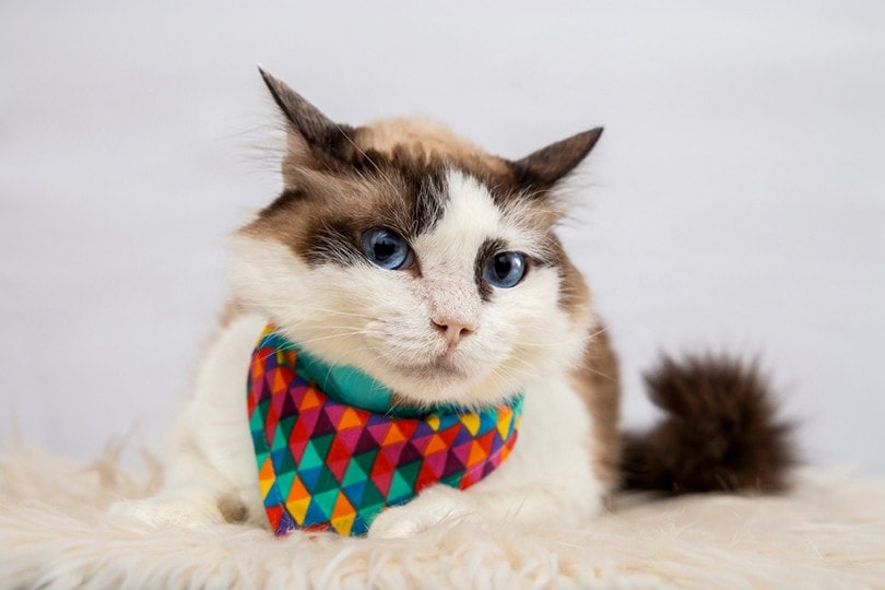 Cat Bandana