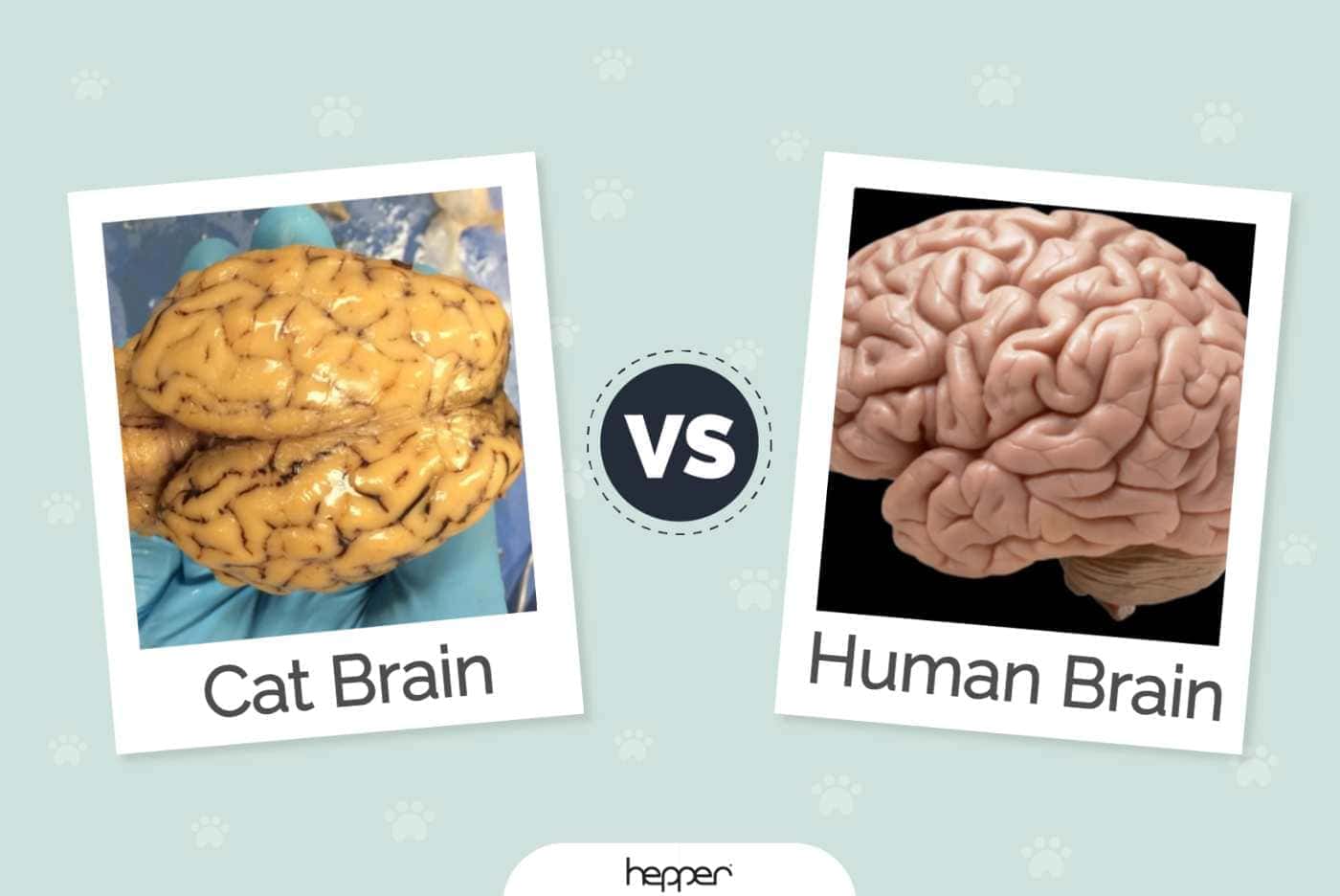 cat vs human anatomy
