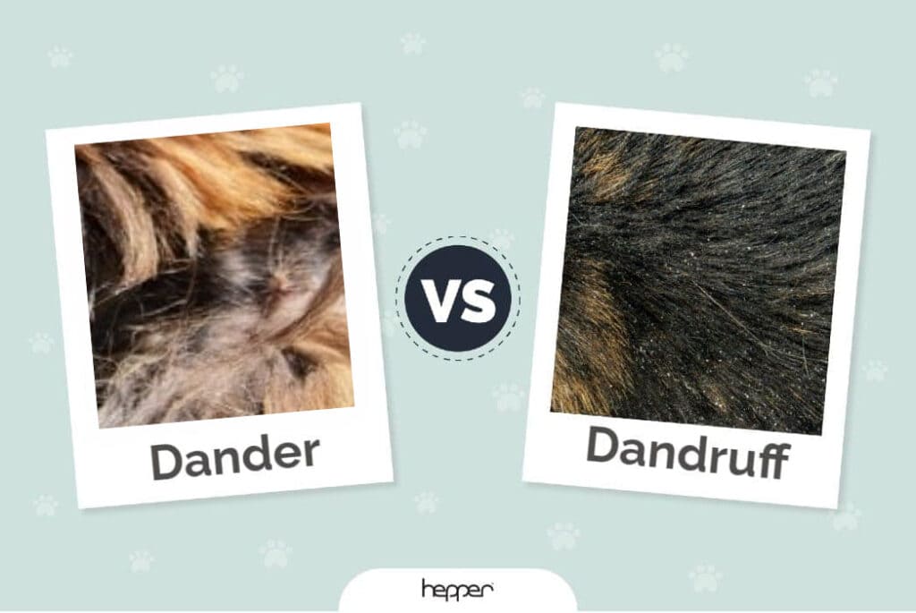Cat Dander vs Dandruff