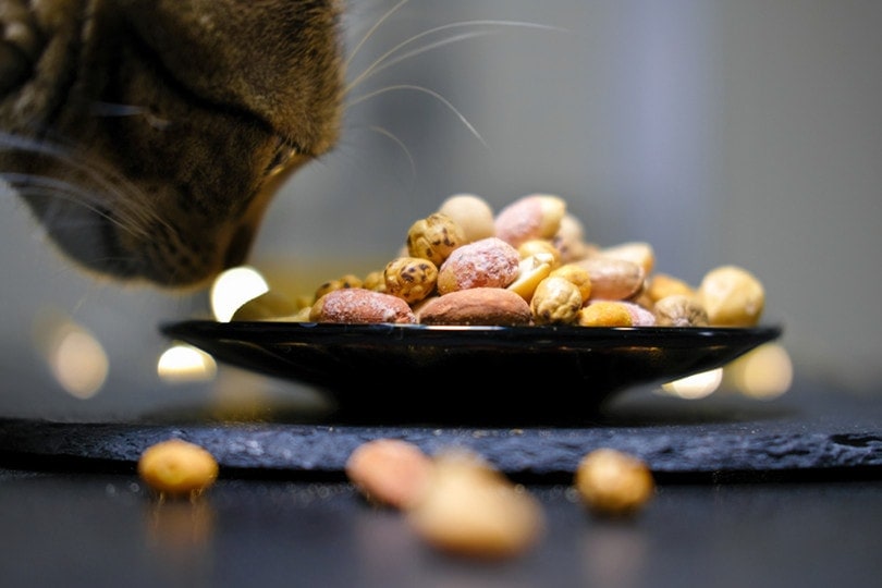 Cat Eating Nuts