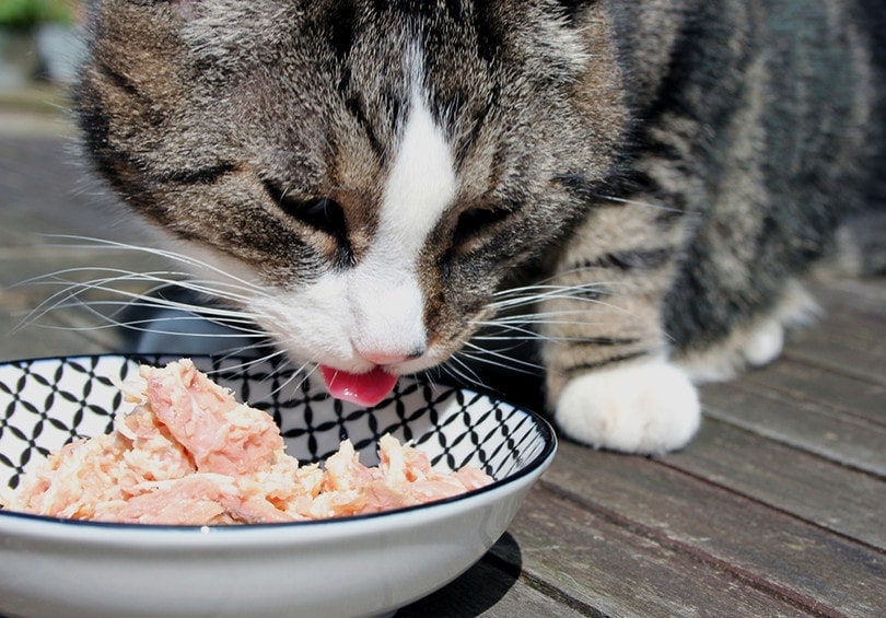 Cat Eating Tuna