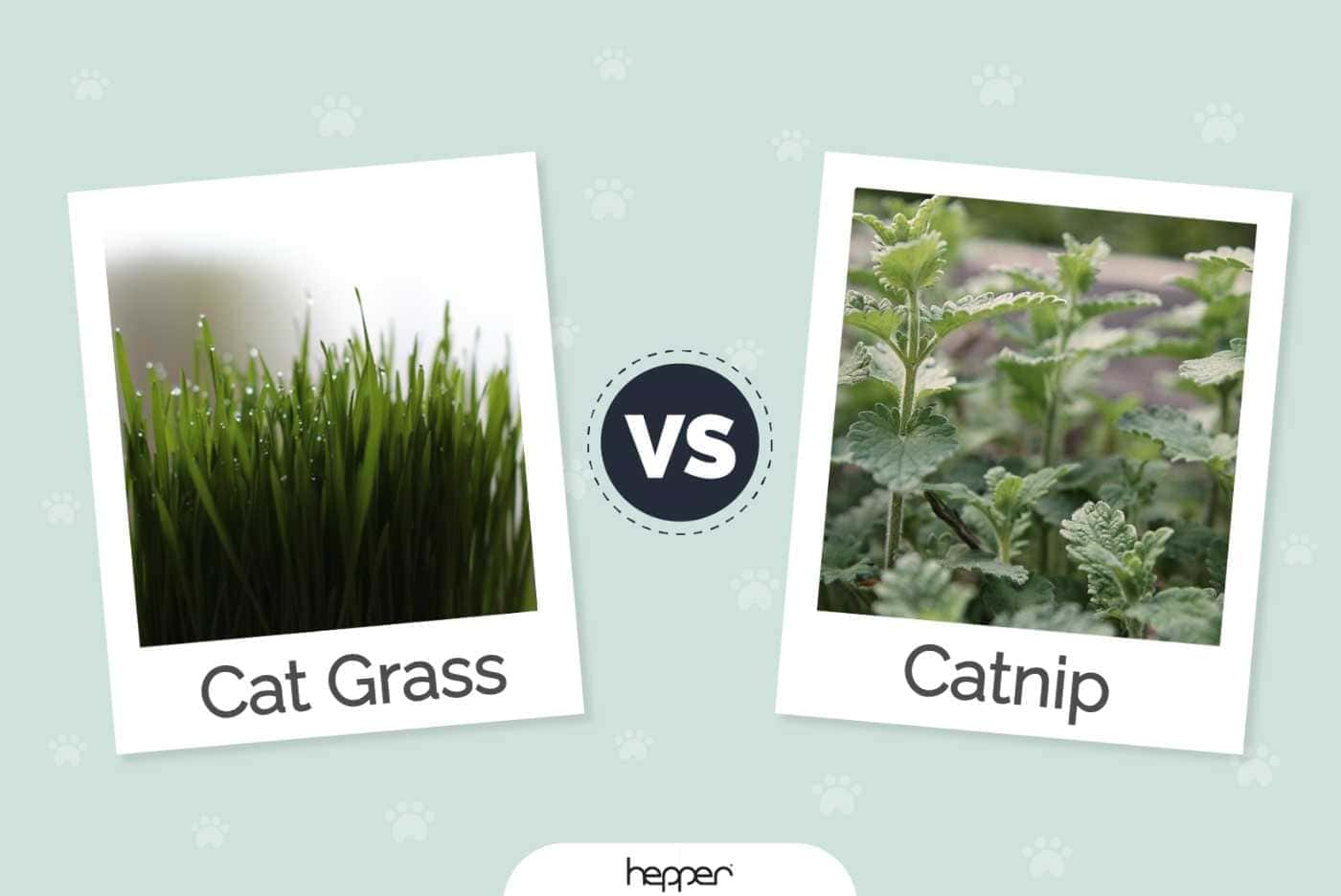 Cat Grass vs Catnip: Whats the Difference?