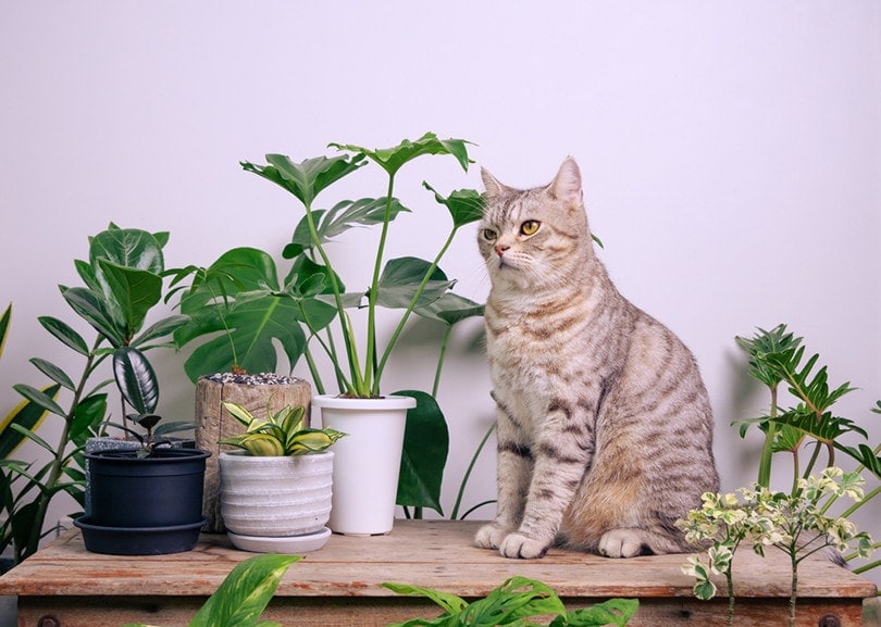 Cat House Plant Philodendron