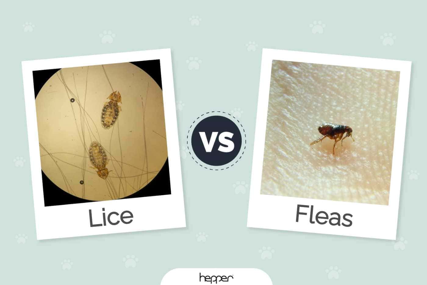 Spot the Difference: Dog Lice Vs Fleas Pictures