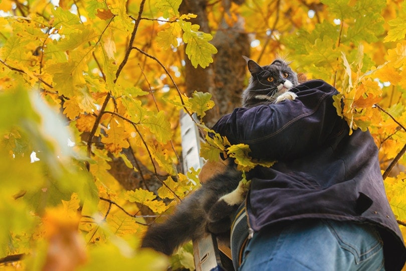 Cat Rescued on the tree
