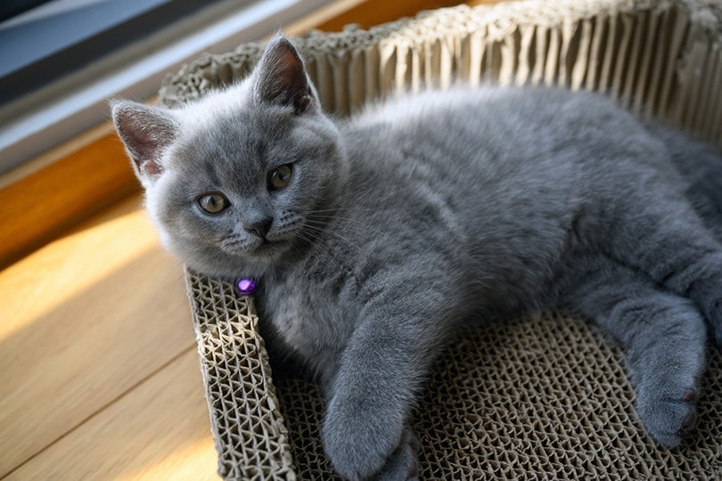 Cat Scratcher