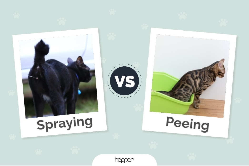 Cat Spraying vs Peeing