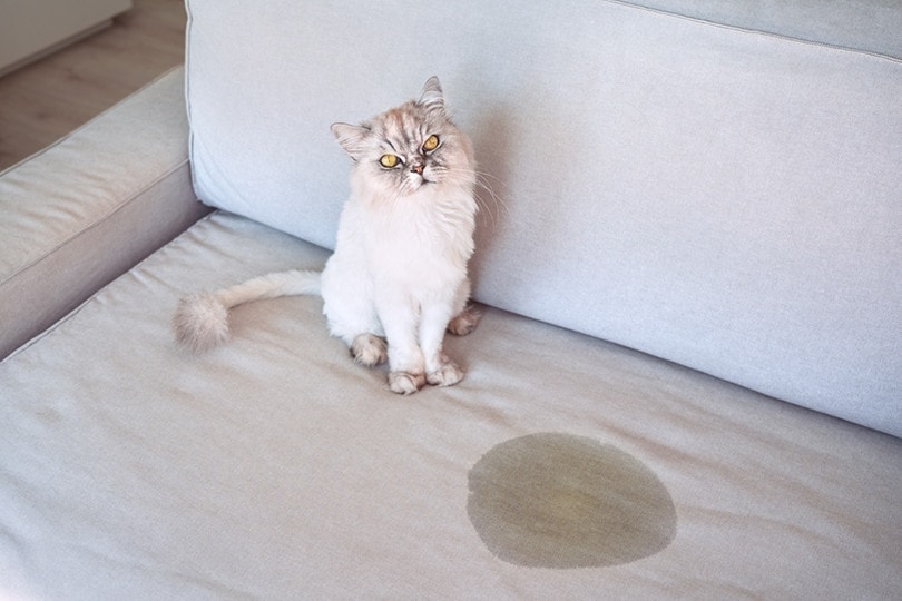 cat pee stain in couch