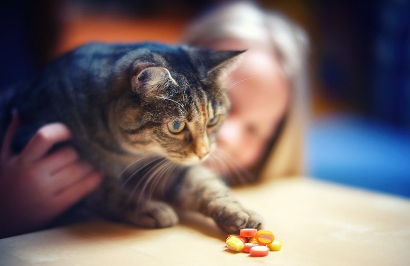 Cat Touching Candy
