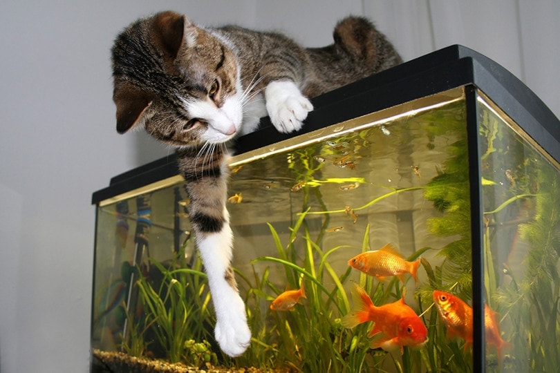 A cat watching goldfish