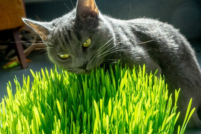 Cat Wheatgrass