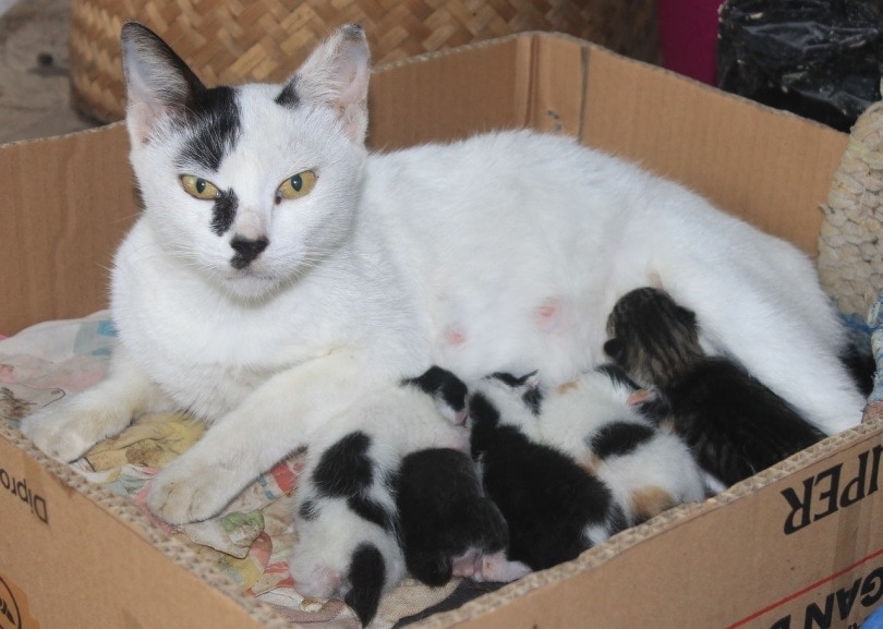 Katze füttert ihre Kätzchen in einem Karton