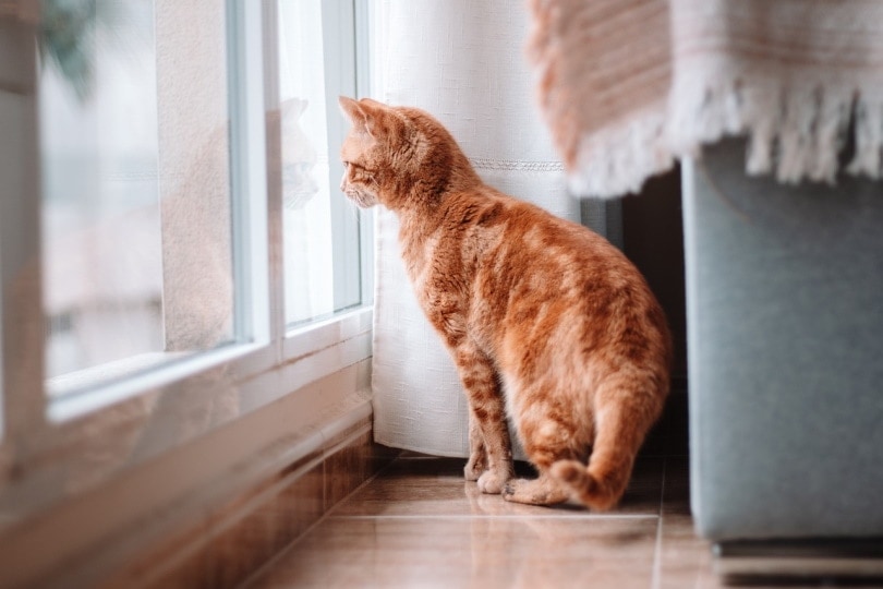 Con mèo trong nhà nhìn ra cửa sổ