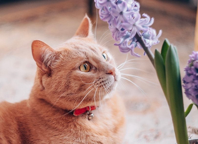 Cat near Hyacinth