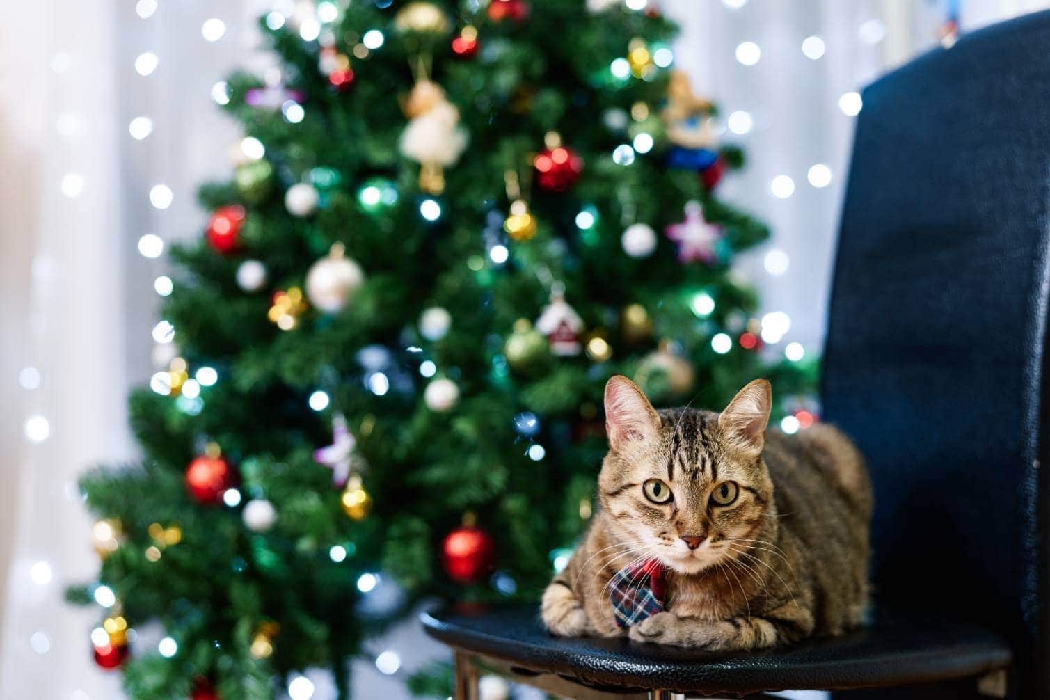 Gato sentado en una silla con un árbol de Navidad detrás